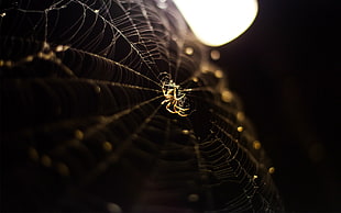 macro photography of spider on web in dark room HD wallpaper